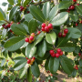 Лавровишня  (Prunus laurocerasus, штамбова форма) 6–8 см, 250+ см, WRB