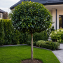 Лавровишня  (Prunus laurocerasus, штамбова форма) 8–10 см, 250+ см, WRB