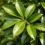 Лавровишня  (Prunus laurocerasus, штамбова форма) 8–10 см, 250+ см, WRB
