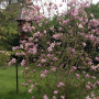 Магнолия Бетти (Magnolia 'Betty') 8-10 см, 300+, WRB