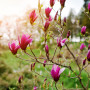 Магнолия Бетти (Magnolia 'Betty') 8-10 см, 300+, WRB