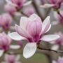 Магнолия Бетти (Magnolia 'Betty') 8-10 см, 300+, WRB