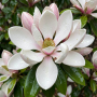 Магнолия Бетти (Magnolia 'Betty') 8-10 см, 300+, WRB