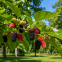 Шовковиця Плакуча (Morus Pendula) 8-10 см, Ра 220 см, С38