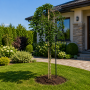 Шовковиця Плакуча (Morus Pendula) 8-10 см, Ра 220 см, С38