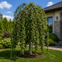 Шовковиця Плакуча (Morus Pendula) 8-10 см, Ра 220 см, С38
