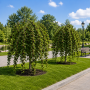 Шовковиця Плакуча (Morus Pendula) 8-10 см, Ра 220 см, С38
