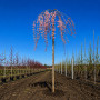 Слива космата Пендула (Prunus subhirtella Pendula) Pa-220 см, 12-14, С38