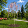 Слива космата Пендула (Prunus subhirtella Pendula) Pa-220 см, 12-14, С38