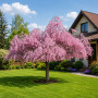 Слива космата Пендула (Prunus subhirtella Pendula) Pa-220 см, 12-14, С38