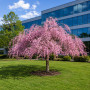 Слива космата Пендула (Prunus subhirtella Pendula) Pa-220 см, 12-14, С38