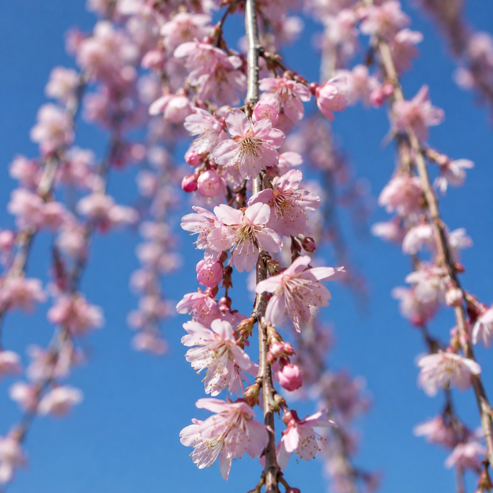 Слива космата Пендула (Prunus subhirtella Pendula) Pa-220 см, 12-14, С38