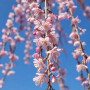 Слива космата Пендула (Prunus subhirtella Pendula) Pa-220 см, 12-14, С38