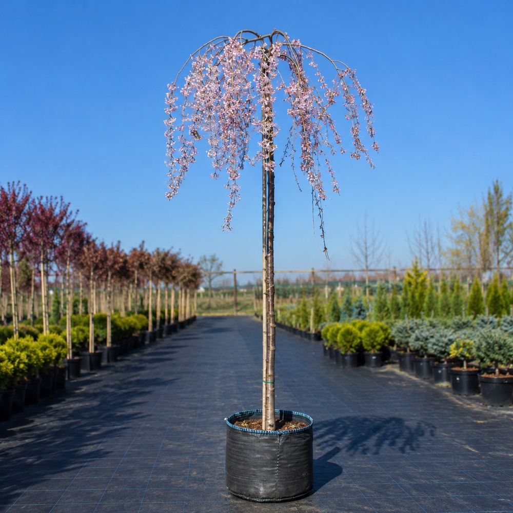 Слива космата Пендула (Prunus subhirtella Pendula) Pa-220 см, 14-16, С38