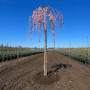 Слива космата Пендула (Prunus subhirtella Pendula) Pa-220 см, 14-16, С38
