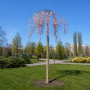 Слива космата Пендула (Prunus subhirtella Pendula) Pa-220 см, 14-16, С38
