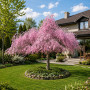 Слива космата Пендула (Prunus subhirtella Pendula) Pa-220 см, 14-16, С38