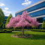 Слива космата Пендула (Prunus subhirtella Pendula) Pa-220 см, 14-16, С38