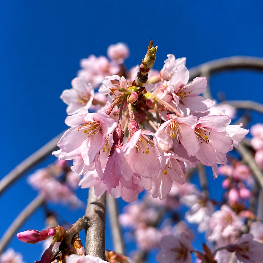 Слива космата Пендула (Prunus subhirtella Pendula) Pa-220 см, 14-16, С38
