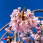 Слива космата Пендула (Prunus subhirtella Pendula) Pa-220 см, 14-16, С38