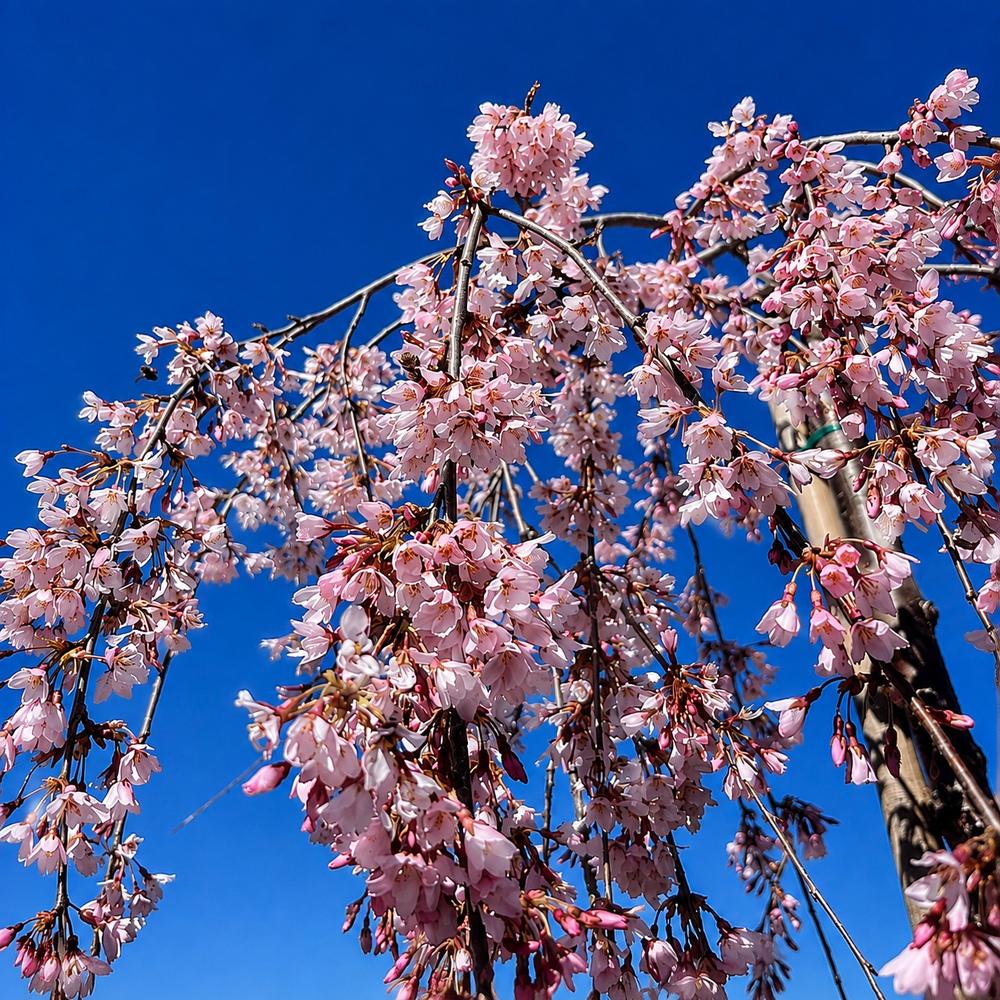 Слива космата Пендула (Prunus subhirtella Pendula) Pa-220 см, 14-16, С38