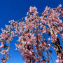 Слива космата Пендула (Prunus subhirtella Pendula) Pa-220 см, 14-16, С38