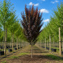 Слива розчепиріна Крімсон Поінт (Prunus cerasifera Crimson Pointe) 500+, 2xvWRB