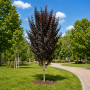 Слива розчепиріна Крімсон Поінт (Prunus cerasifera Crimson Pointe) 500+, 2xvWRB
