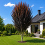 Слива розчепиріна Крімсон Поінт (Prunus cerasifera Crimson Pointe) 500+, 2xvWRB
