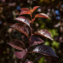 Слива розчепиріна Крімсон Поінт (Prunus cerasifera Crimson Pointe) 500+, 2xvWRB
