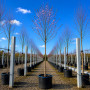 Слива розчепиріна Нігра (Prunus cerasifera Nigra) Pa-220 см, 10-12, С38