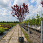 Слива розчепиріна Нігра (Prunus cerasifera Nigra) Pa-220 см, 10-12, С38