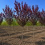 Слива розчепиріна Нігра (Prunus cerasifera Nigra) Pa-220 см, 10-12, С38