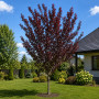 Слива розчепиріна Нігра (Prunus cerasifera Nigra) Pa-220 см, 10-12, С38