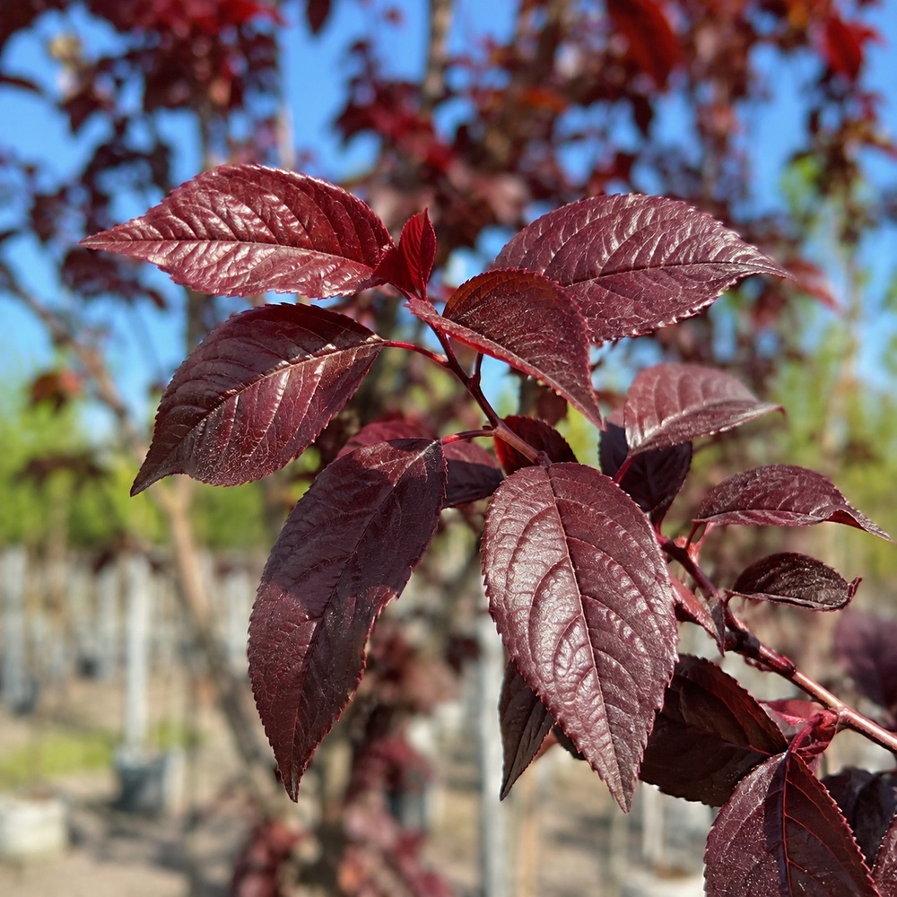 Слива розчепиріна Нігра (Prunus cerasifera Nigra) Pa-220 см, 10-12, С38