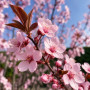 Слива розчепиріна Нігра (Prunus cerasifera Nigra) Pa-220 см, 10-12, С38