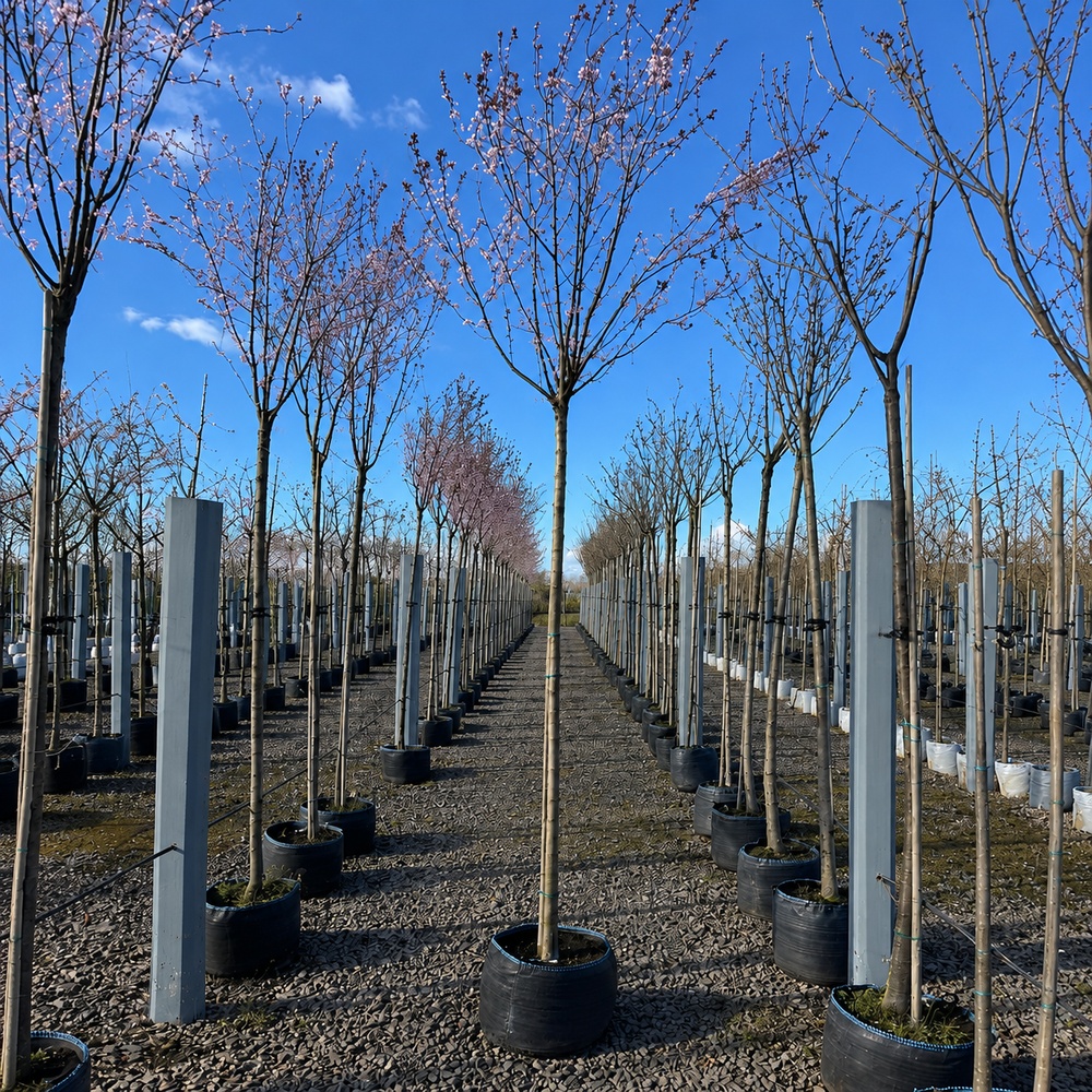 Слива розчепиріна Нігра (Prunus cerasifera Nigra) Pa-220 см, 12-14, С38