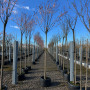Слива розчепиріна Нігра (Prunus cerasifera Nigra) Pa-220 см, 12-14, С38