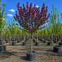 Слива розчепиріна Нігра (Prunus cerasifera Nigra) Pa-220 см, 12-14, С38