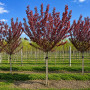 Слива розчепиріна Нігра (Prunus cerasifera Nigra) Pa-220 см, 12-14, С38