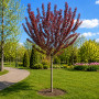 Слива розчепиріна Нігра (Prunus cerasifera Nigra) Pa-220 см, 12-14, С38