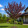 Слива розчепиріна Нігра (Prunus cerasifera Nigra) Pa-220 см, 12-14, С38