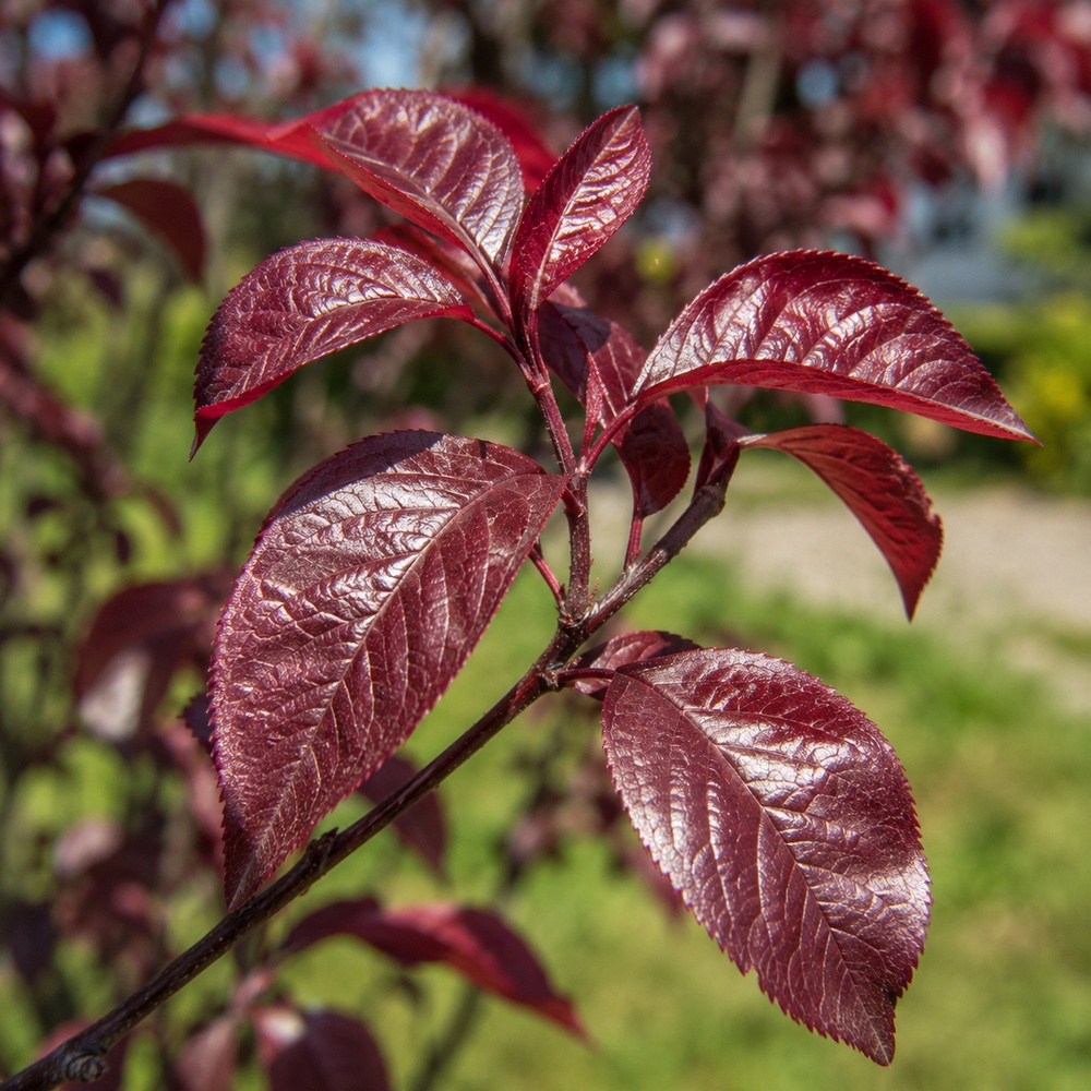 Слива розчепиріна Нігра (Prunus cerasifera Nigra) Pa-220 см, 12-14, С38