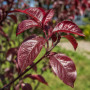 Слива розчепиріна Нігра (Prunus cerasifera Nigra) Pa-220 см, 12-14, С38