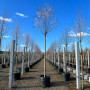 Слива розчепиріна Нігра (Prunus cerasifera Nigra) Pa-220 см, 14-16, С38