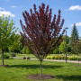 Слива розчепиріна Нігра (Prunus cerasifera Nigra) Pa-220 см, 14-16, С38