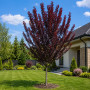 Слива розчепиріна Нігра (Prunus cerasifera Nigra) Pa-220 см, 14-16, С38