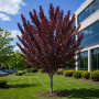 Слива розчепиріна Нігра (Prunus cerasifera Nigra) Pa-220 см, 14-16, С38