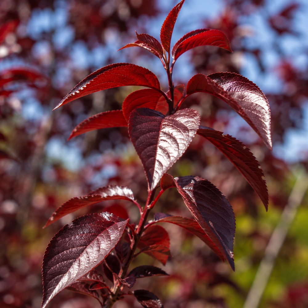 Слива розчепиріна Нігра (Prunus cerasifera Nigra) Pa-220 см, 14-16, С38