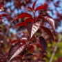 Слива розчепиріна Нігра (Prunus cerasifera Nigra) Pa-220 см, 14-16, С38